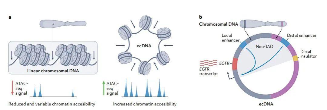Nat Rev | 癌症中的染色体外DNA扩增 - 知乎