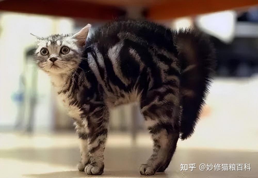 猫咪摇尾巴代表什么意思看懂5个动作就能了解它们的心情