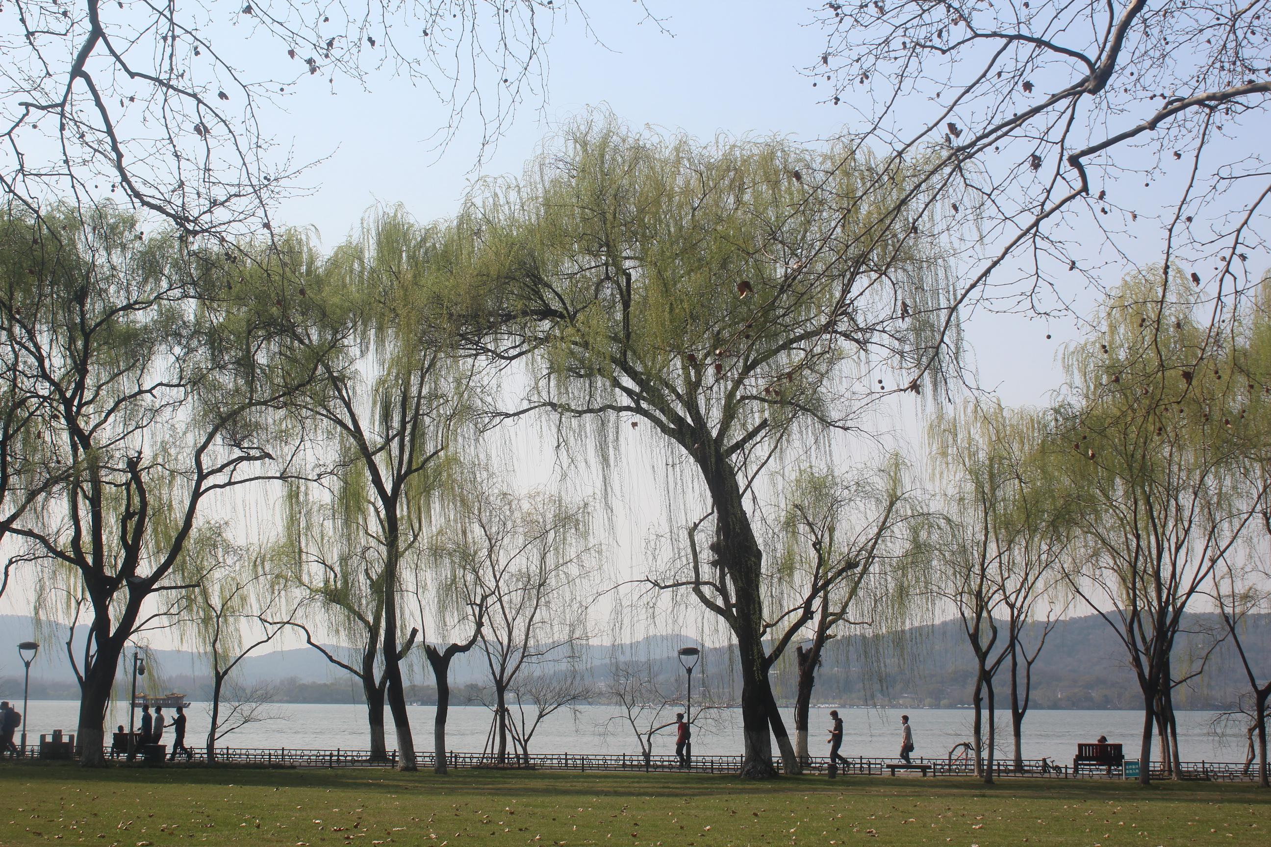西湖秋天的柳树图片图片