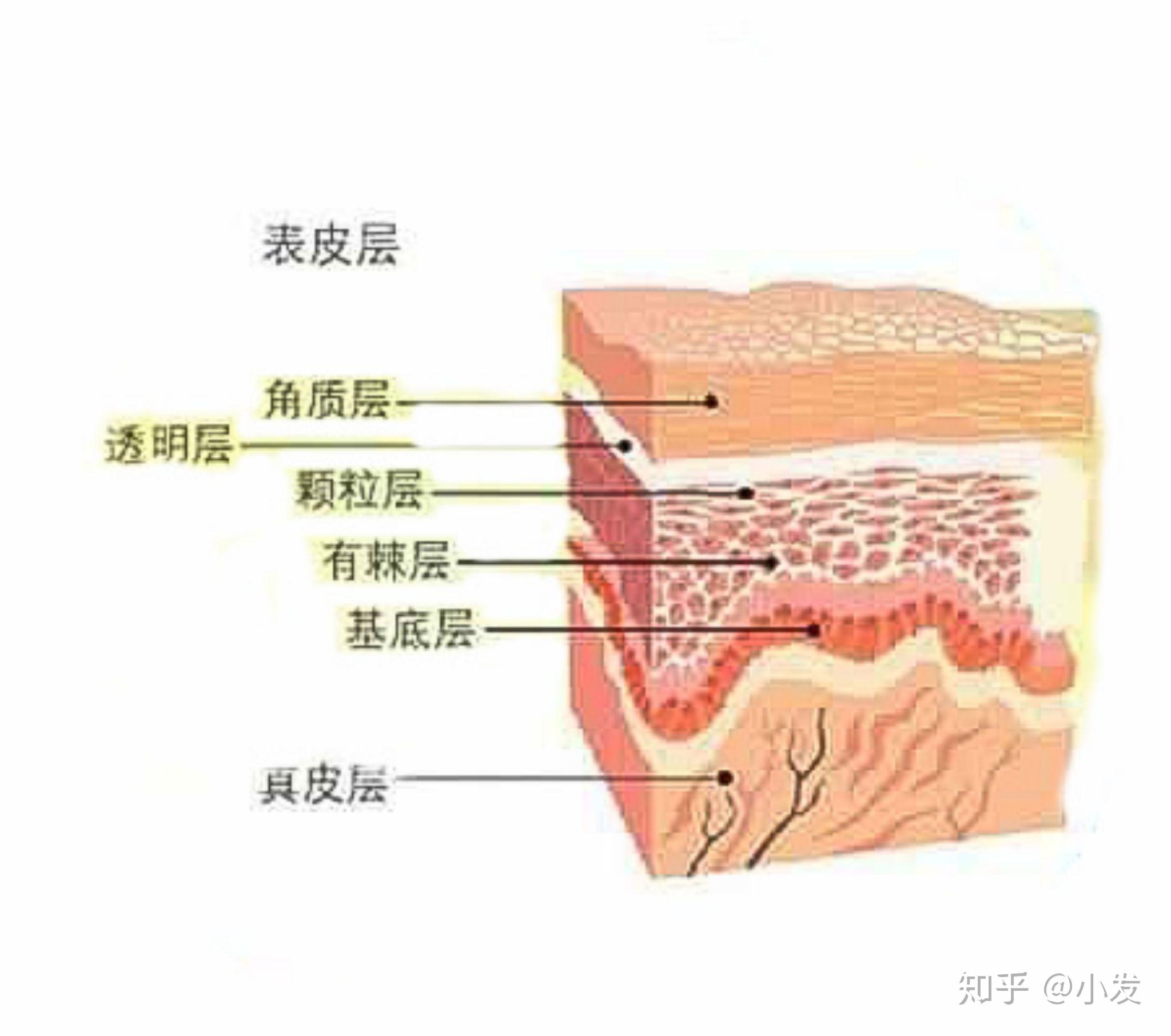 表皮层分层结构图图片