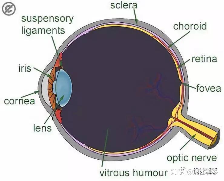 视力-眼球中心凹