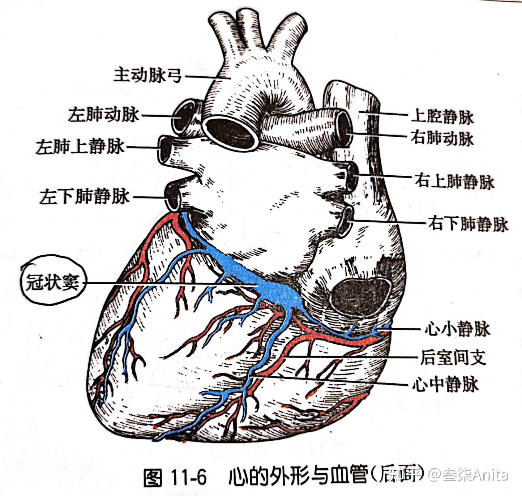 心脏解剖肺循环(小循环)和体循环(大循环)