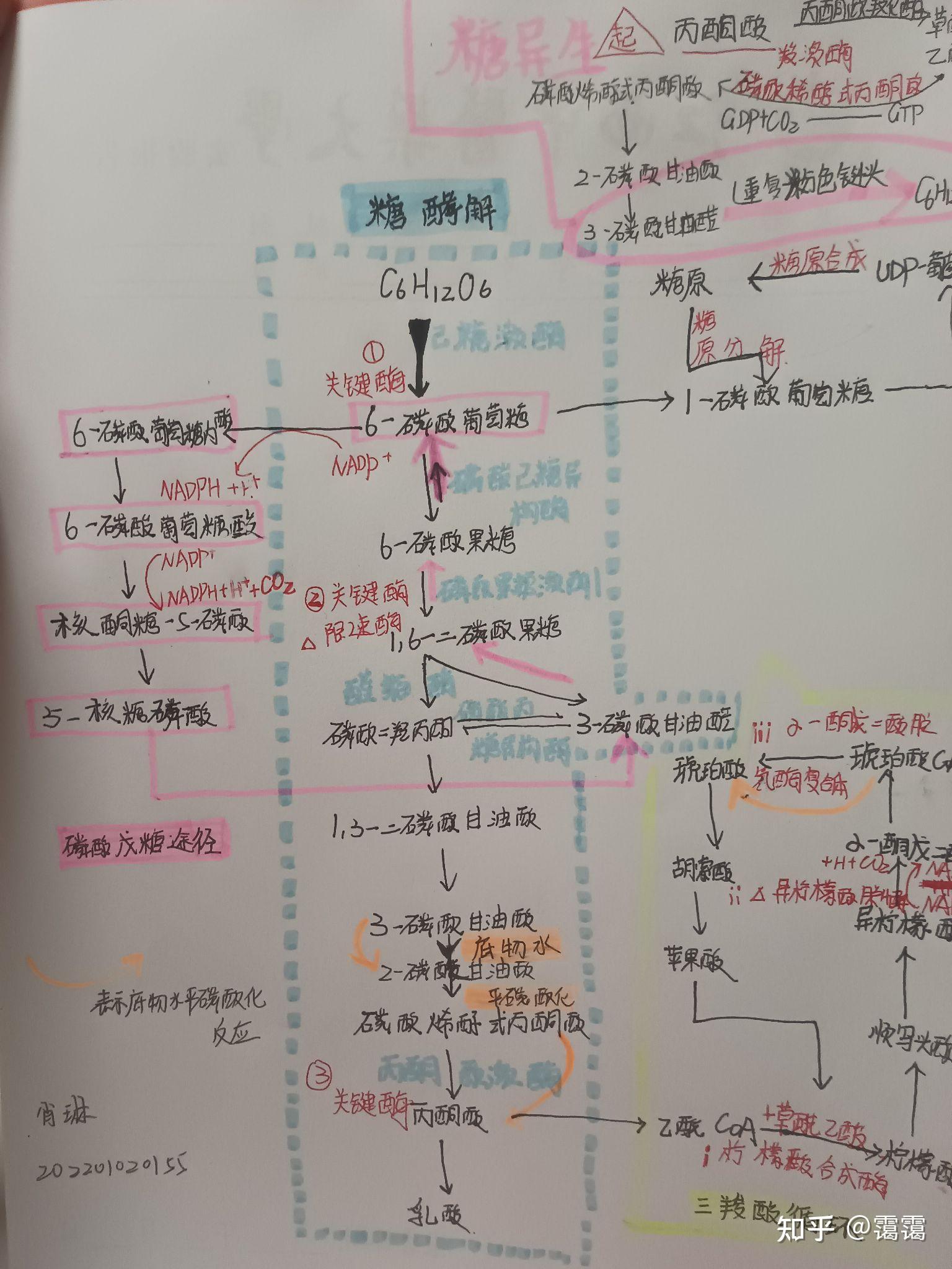 糖代谢流程图拿走 - 知乎