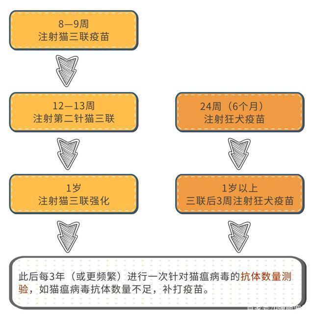 给宠物打疫苗你需要知道这些