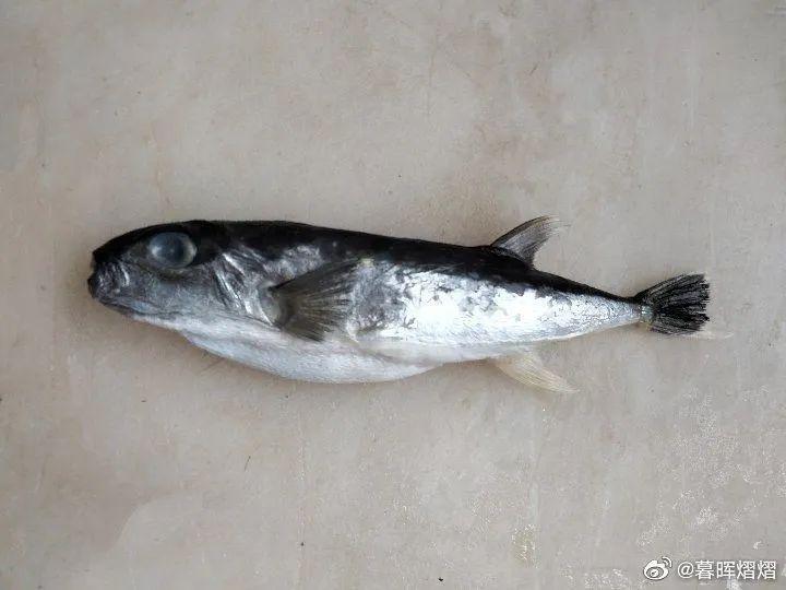 以“兔”为名，海中访“兔”（下）（作者：暮晖熠熠） - 知乎