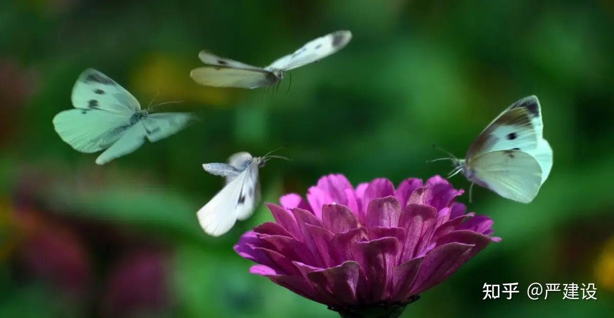 湛江东菊公园图片