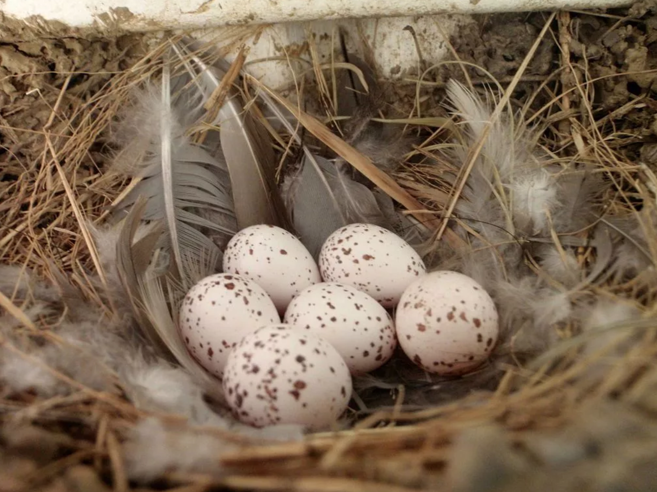 铺着家禽羽毛和马鬃的家燕巢.