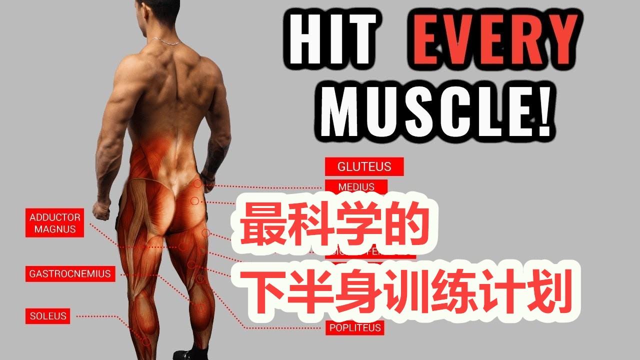 最科学的下半身训练计划 上下半身分化p2 知乎 最科学的下半身训练计划 上下半身分化p2 知乎
