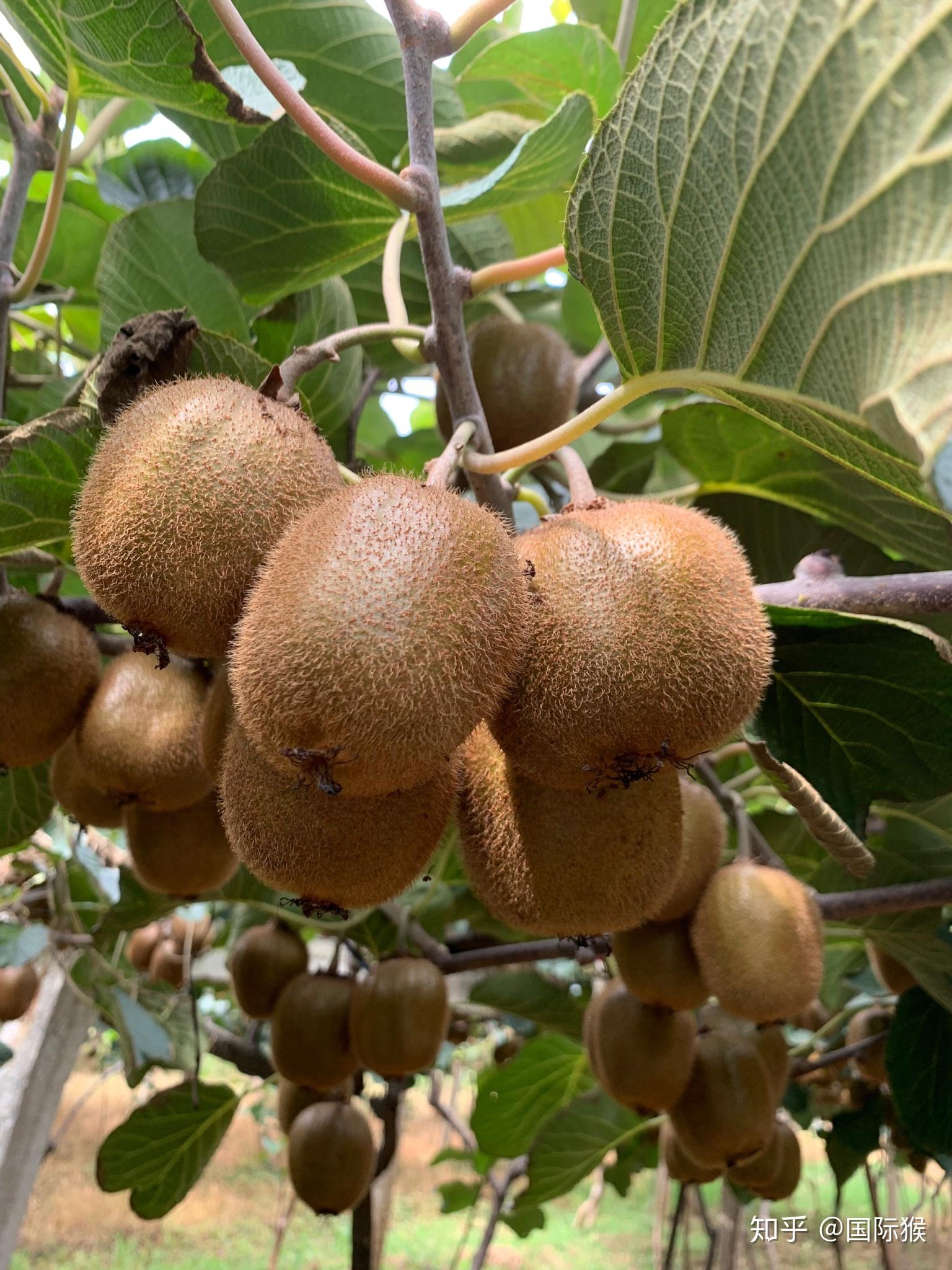 中国哪个省份的猕猴桃最好吃，当地比较有名的猕猴桃品牌是什么？ - 知乎