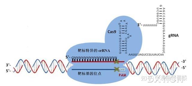 cas9還可以應用在定點突變,定點整合,基因沉默,基因定位等各個方向