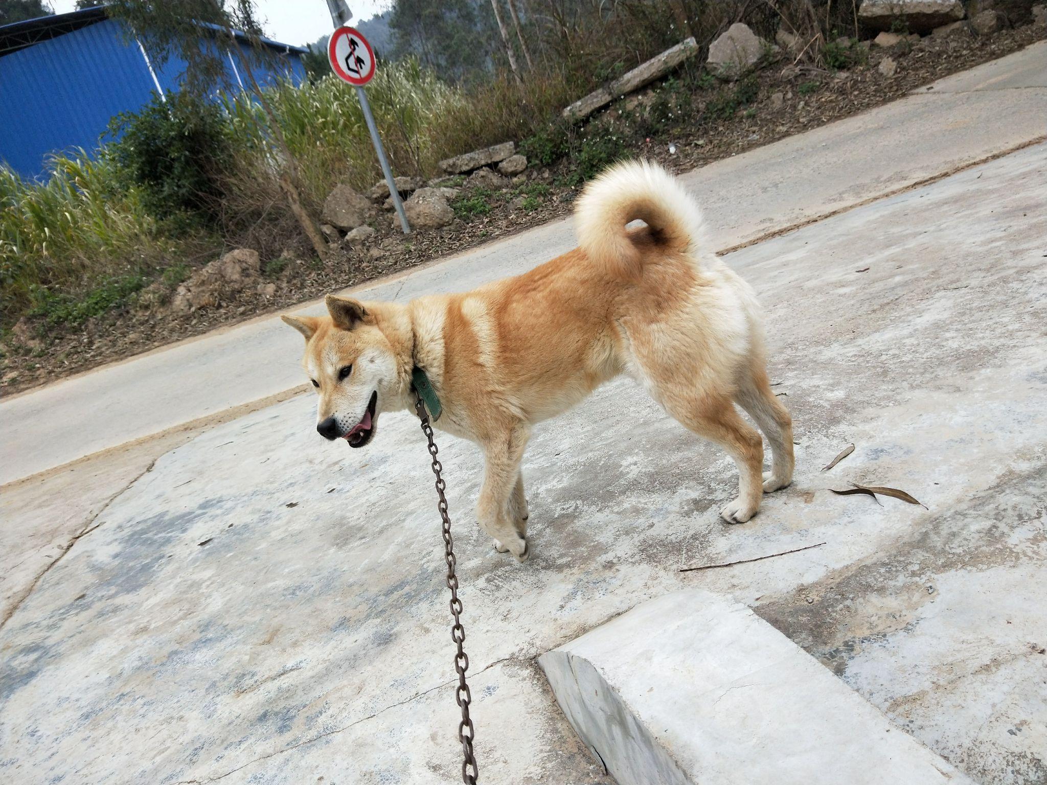 中华田园犬身高图片