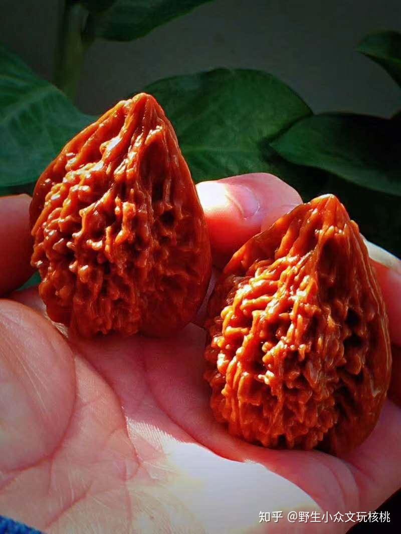 中国大花官帽鸭嘴