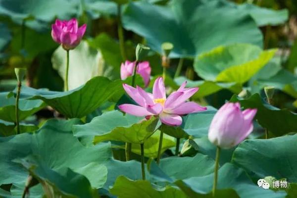 一周一果蔬 吃藕才不丑呢 知乎