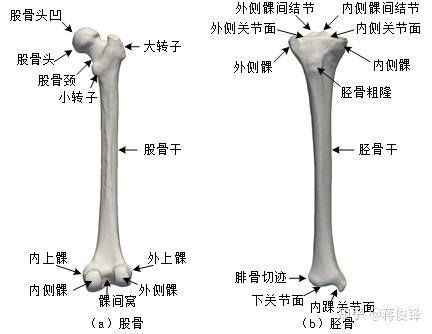 圖16 人體股骨與脛骨解剖標誌區域醫學定義下肢骨骼是人體的主要承重