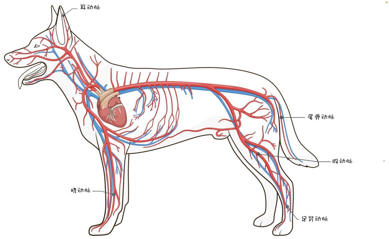 犬猫患者的无创血压监测