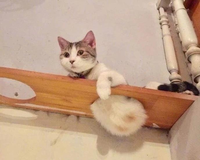 v2-6ff99697b57526b438df27275164969c_1440w.jpg?source=172ae18b