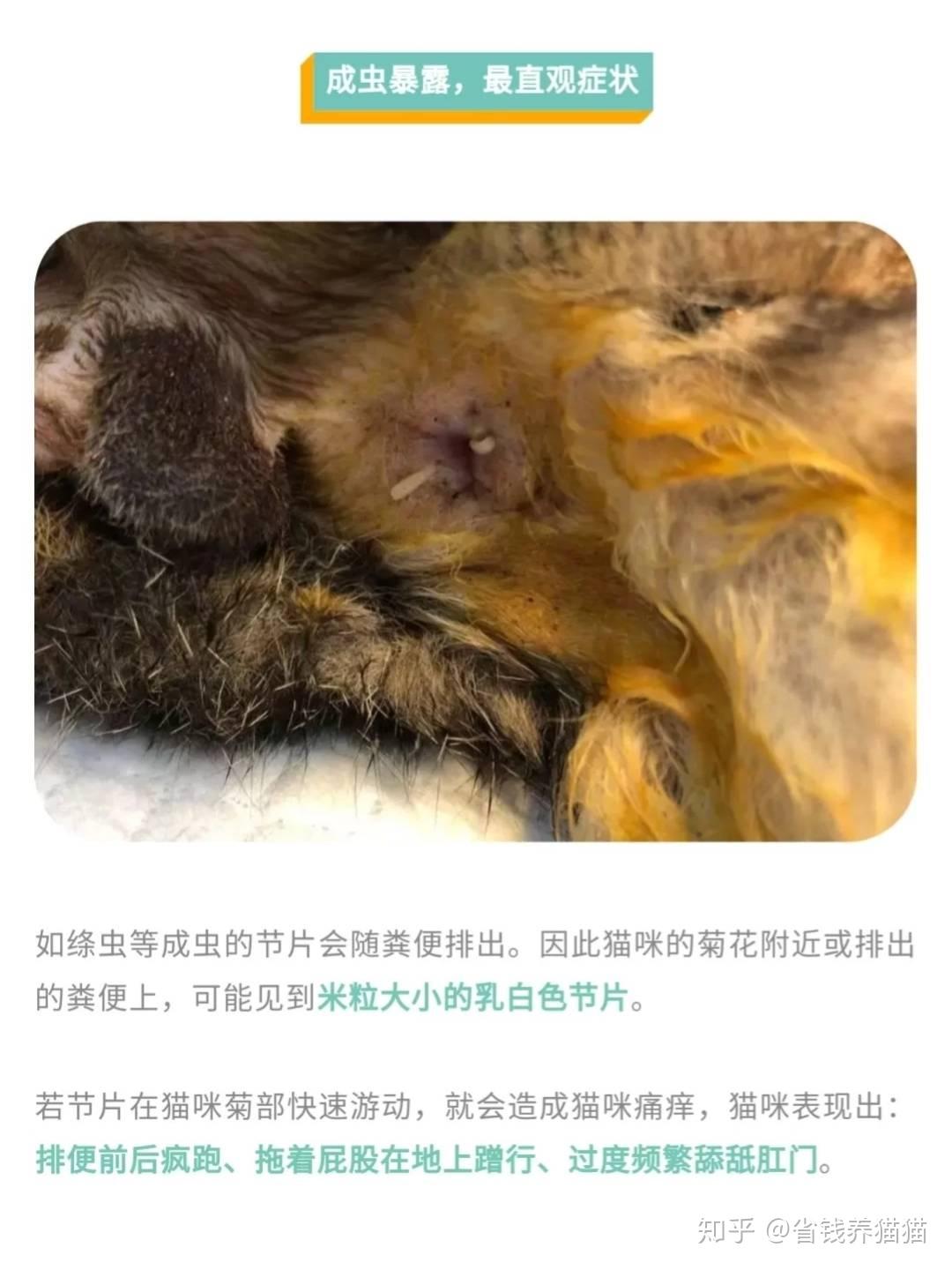 怎么看小猫有寄生虫 v2-6ffeaf21da2e49964363f6b98083804d_r.jpg