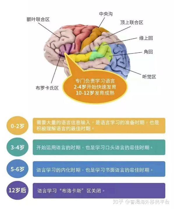 布罗卡氏区图片