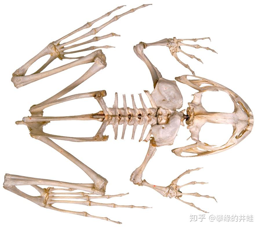 干(stem tetrapods),离片椎类(temnospondyli)和壳椎类(lepospondyli)