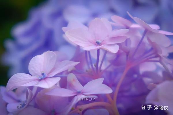 六月限定 梅雨时节最治愈的 就是紫阳花了 知乎