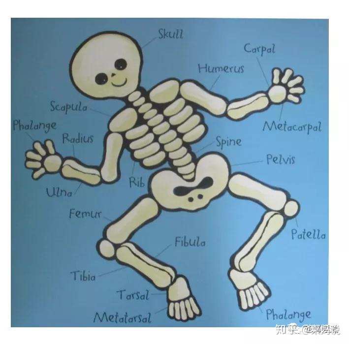 05l/ 头盖骨          humerus /hju09m05r05s/ 肱骨carpal