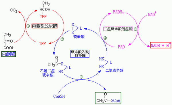 糖酵解途径,糖酵解途径图,糖酵解和三羧酸循环图_大山谷图库