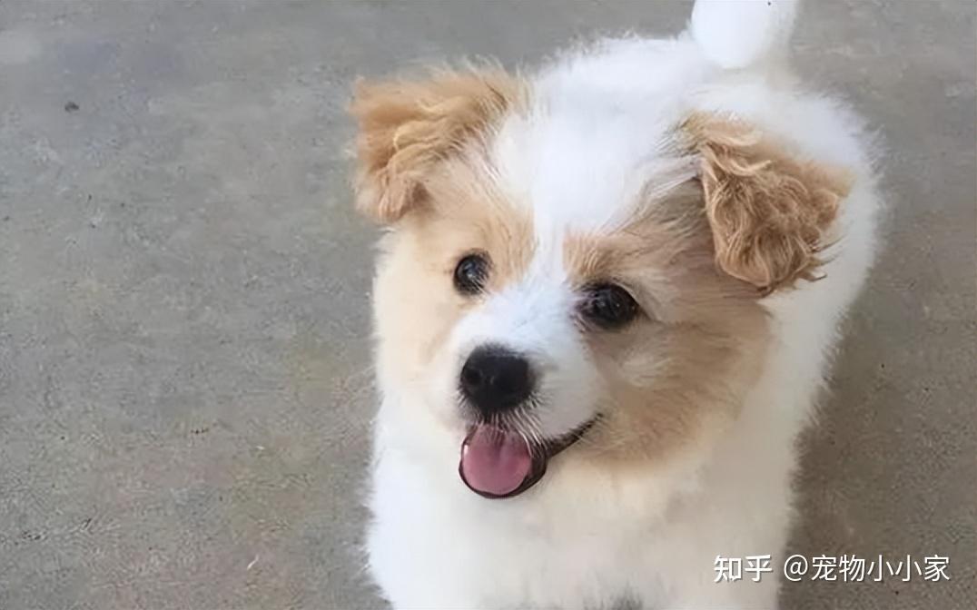 这几种狗,“遗弃率”靠前,听了都觉得不可思议 - 知乎