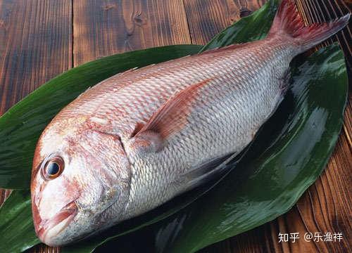 为什么不能吃海鱼可以吃淡水鱼 v2-701e23d4f33f3993f555d6244ffcf0c7_r.jpg
