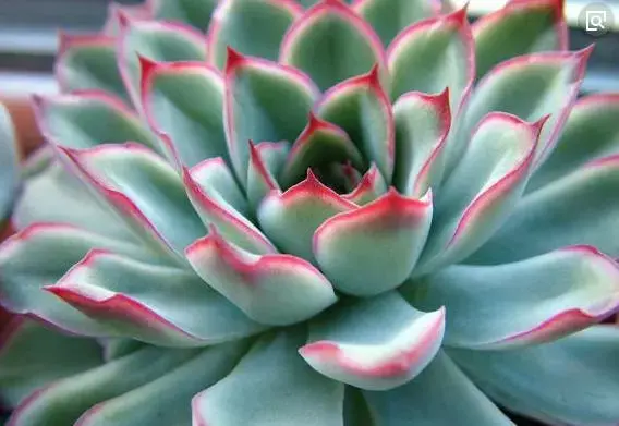 易花得木:多肉盆栽的耐寒力大比拼