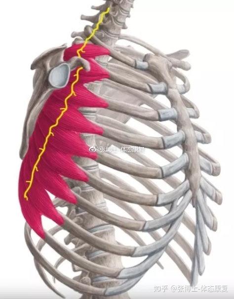 67如果翼状肩是某些损伤造成的,通常是由于胸长神经(比如:长时间单