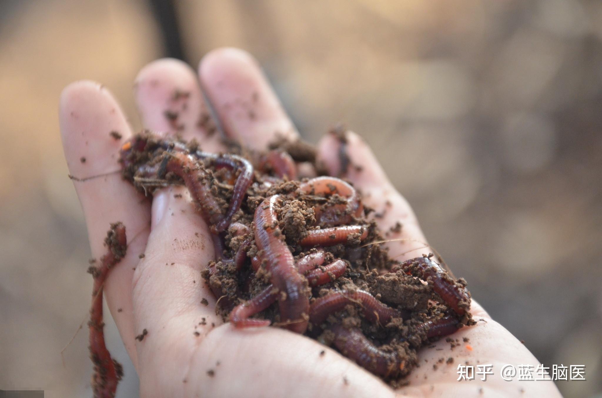 蚯蚓干需求增多蚯蚓遭灭绝式捕杀中风心脑血管人群增多了