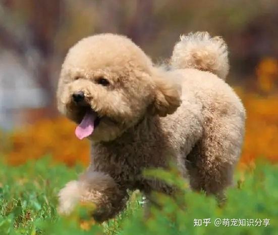 泰迪犬真实性格特点 - 知乎