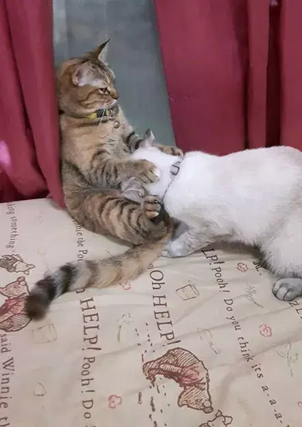 猫咪开车喵呜污污污污污