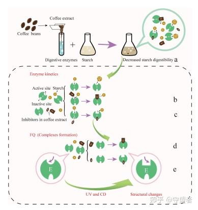 Food Chemistry：咖啡提取物抑制体外酶促淀粉消化 - 知乎