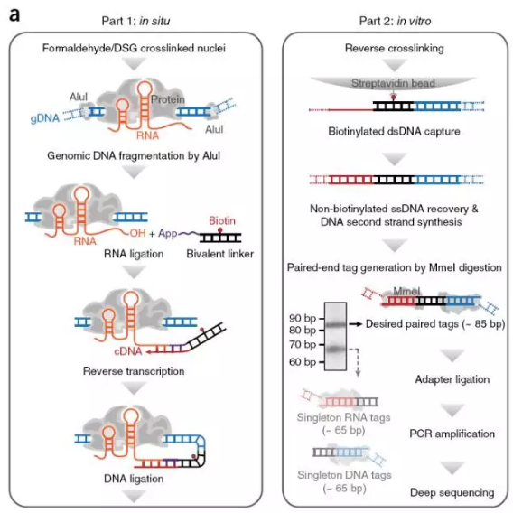 简史系列|RNA-RNA /DNA/Protein研究简史 - 知乎