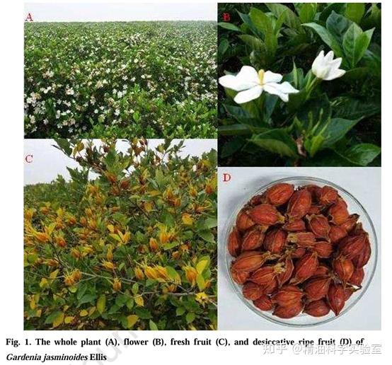 (精研详述)栀子:一种重要中药的民族药理学、植物化学以及药理和工业应用 - 知乎