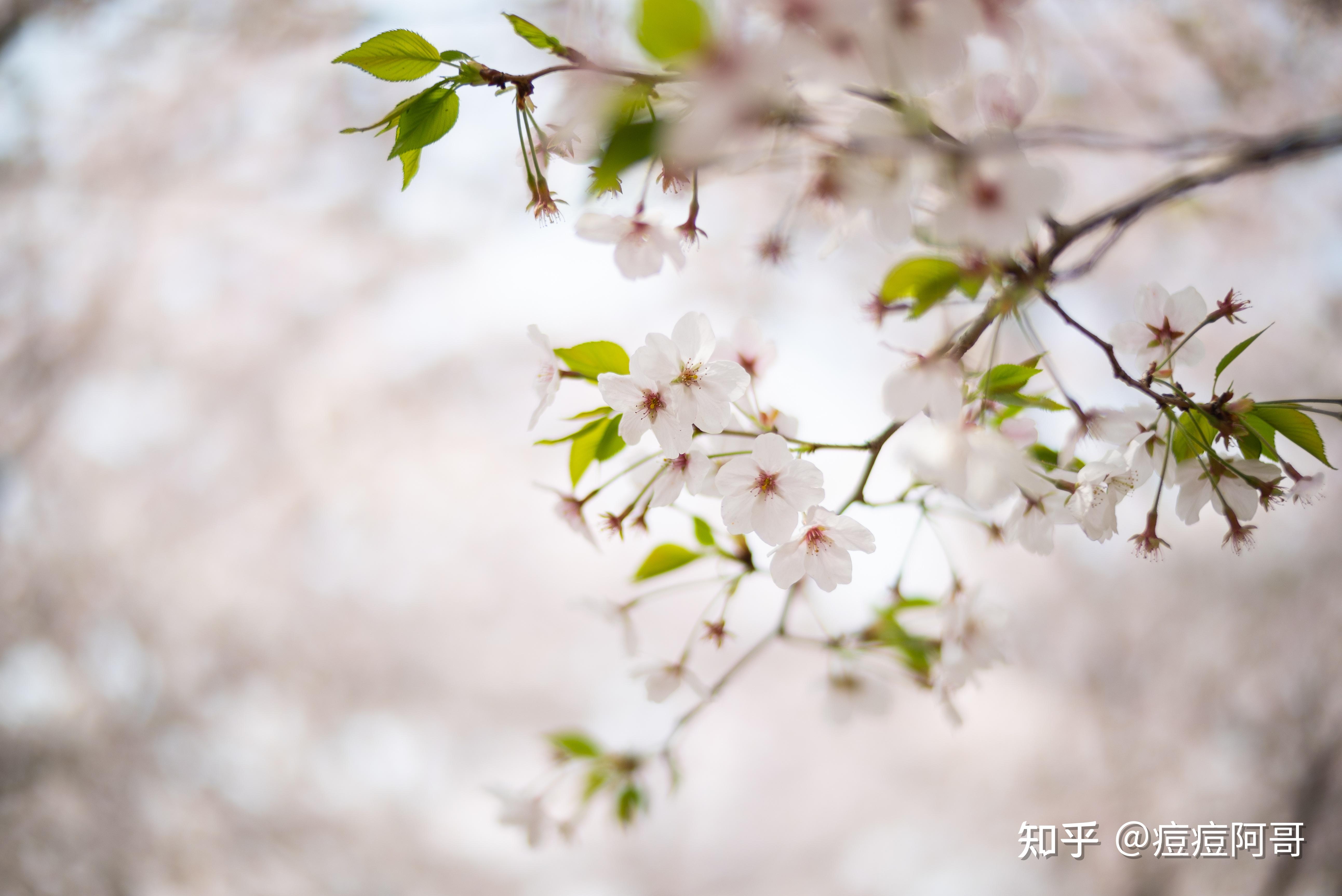 95大光圈拍的照片,主题突出,焦外柔美.