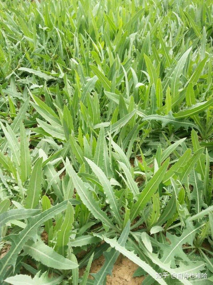 在河南这些野菜你可认识