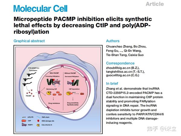 If 19 328｜靶向lnc15 2 Pacmp，改善癌症治疗临床效益的“新先锋” 知乎
