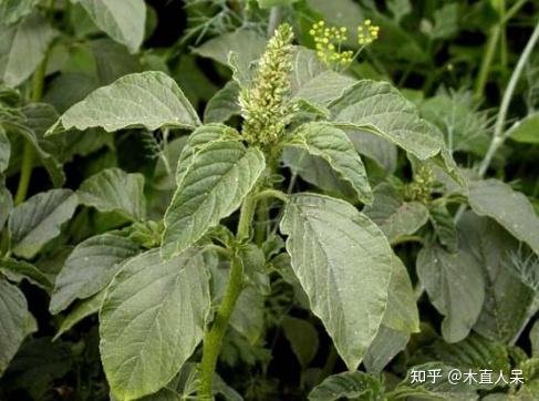 中药植物反枝苋简介 - 知乎