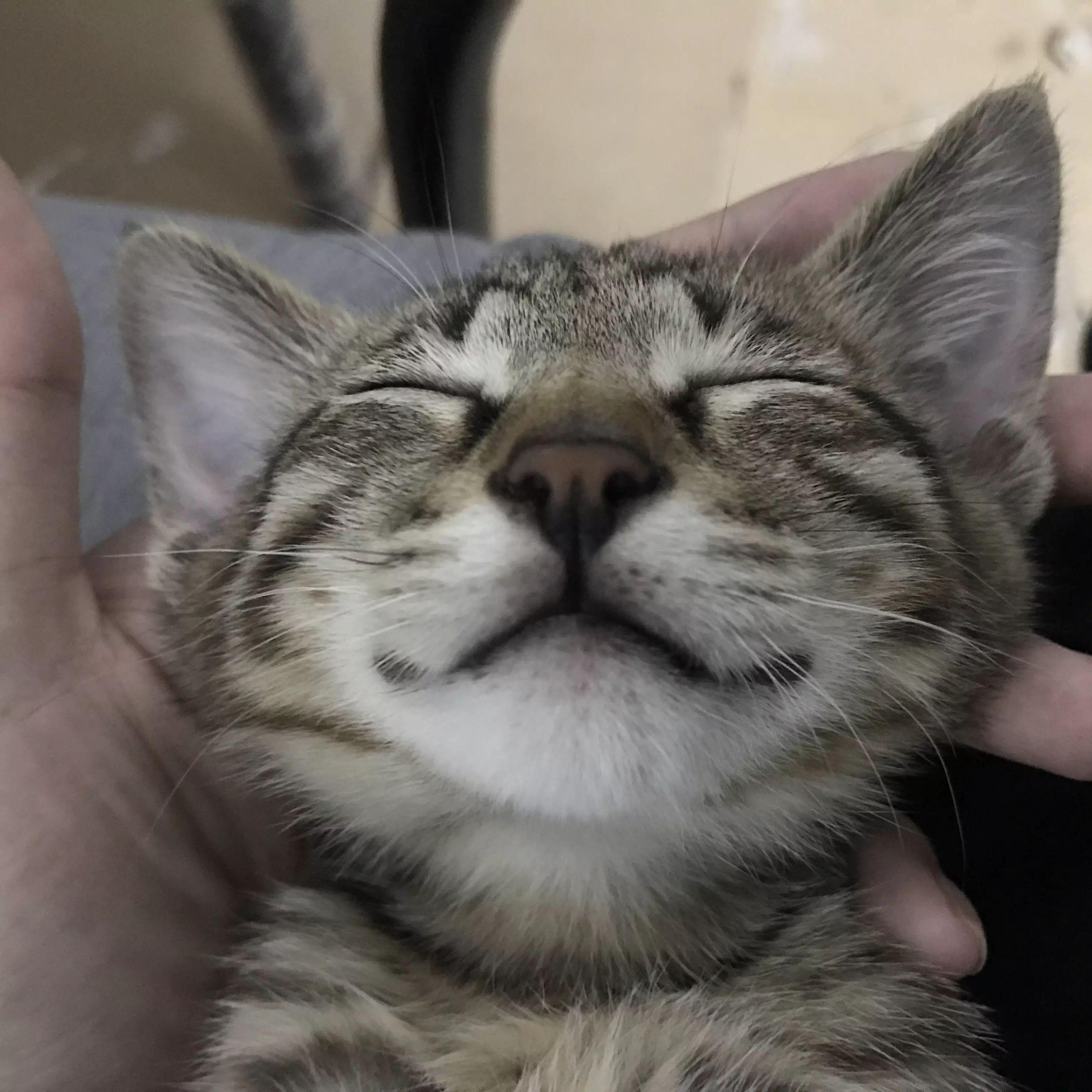 原来猫咪会微笑的原因,竟是这样! - 知乎