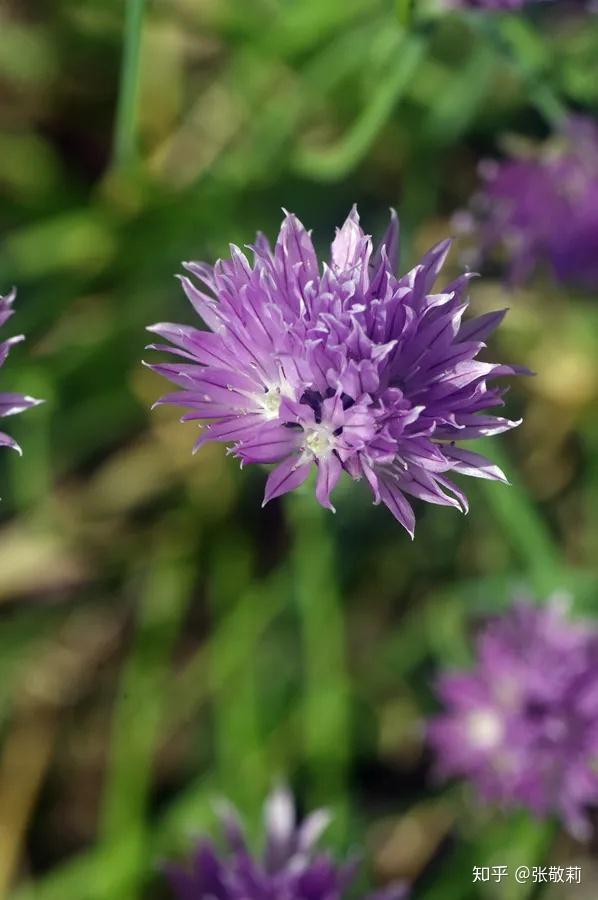 生态客【分科识花图鉴】15 石蒜科 - 知乎