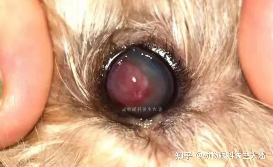 犬全眼球溃疡眼睛水肿眼睛发白的治疗