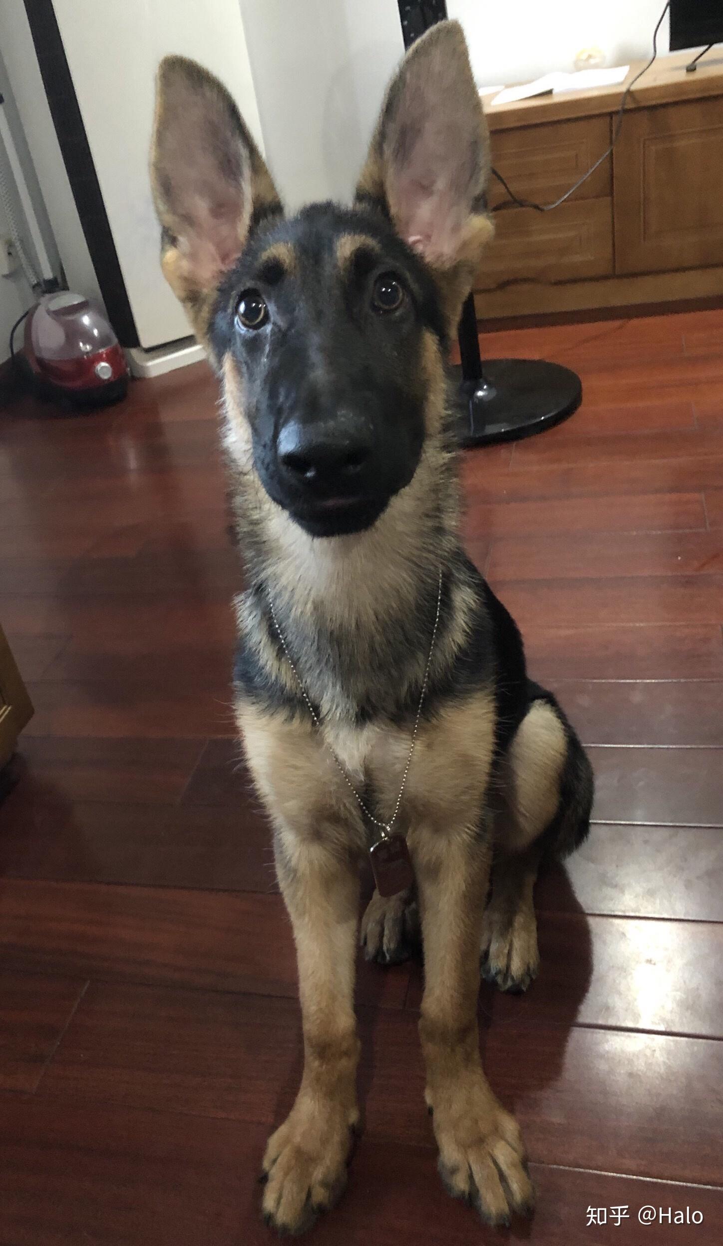 养只大狼狗足矣