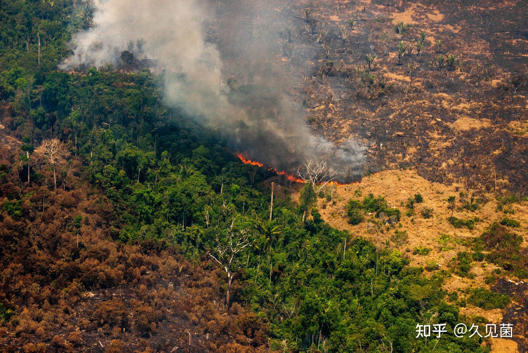 巴西亞馬遜森林再現大火 - Greenpeace 綠色和平 | 香港