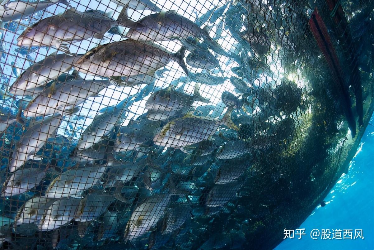 价值分析水产养殖底部逆势上涨中国农业结构中发展最快的产业