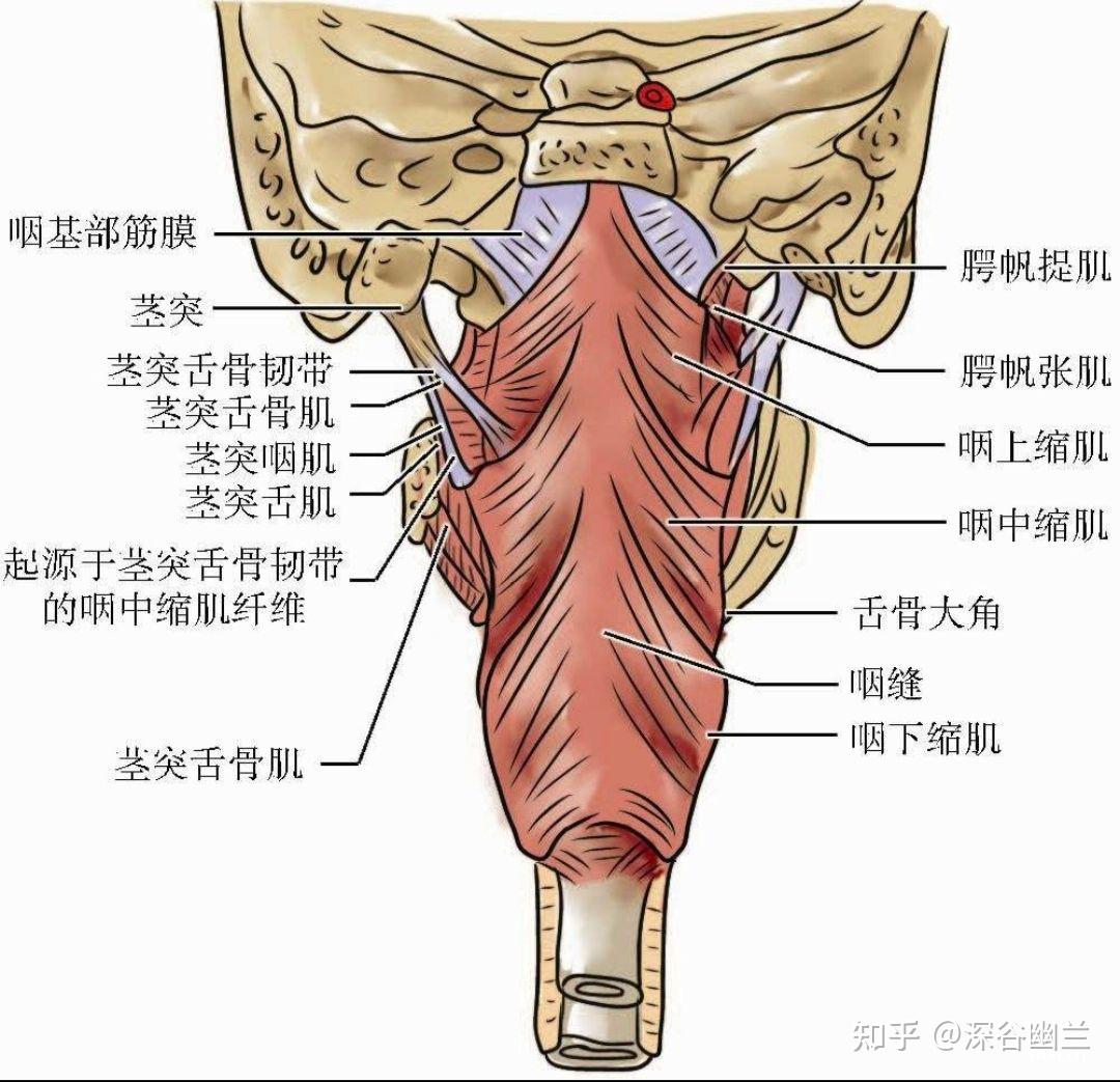 颈部环状软骨图片图片