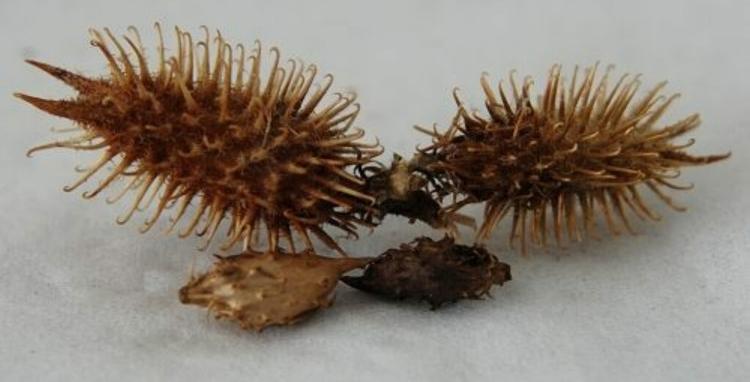 如何分辨真伪苍耳子? - 知乎