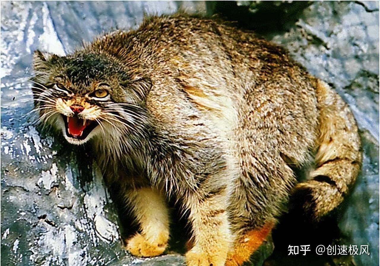 中国独一无二的兔狲“狲思邈”离世,兔狲为何难以驯养? - 知乎