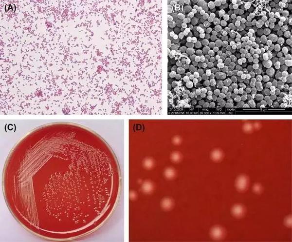 教案初中生物写什么内容_初中生物教案怎么写_初中教案生物教案怎么写